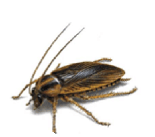 cuca1.gif