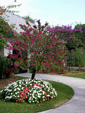 flowers0085.gif