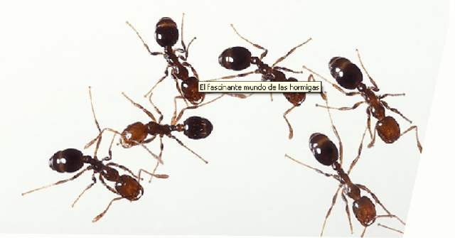 hormigas.gif