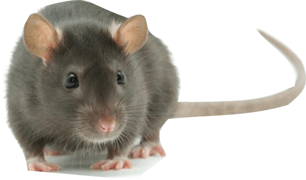 rata2.gif